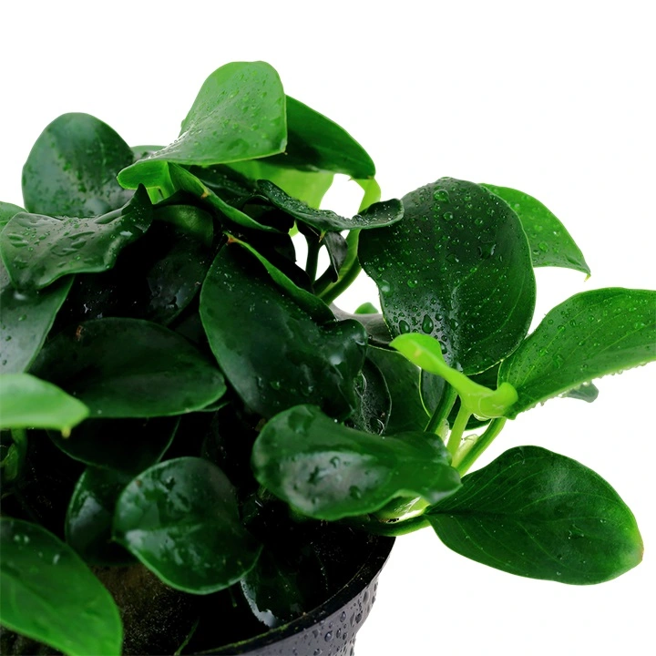 Tropica Akvarieplante i potte Anubias sp. Petite